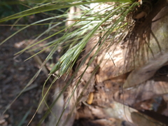 Tillandsia bartramii