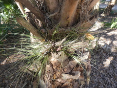 Tillandsia bartramii