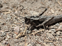 Dracotettix monstrosus