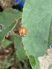 Harmonia axyridis