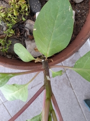 Phytolacca dioica