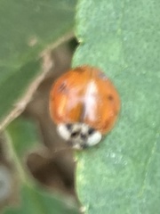 Harmonia axyridis
