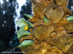 Puya glomerifera