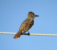 Myiarchus ferox