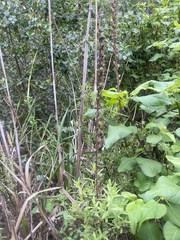Sairocarpus multiflorus