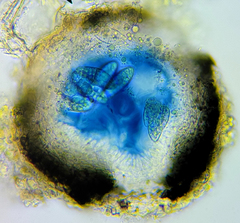 Mycoporum pycnocarpoides