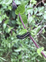 Euphydryas chalcedona