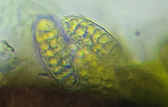 Mycoporum pycnocarpoides