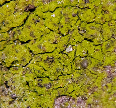 Mycoporum pycnocarpoides