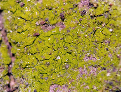 Mycoporum pycnocarpoides