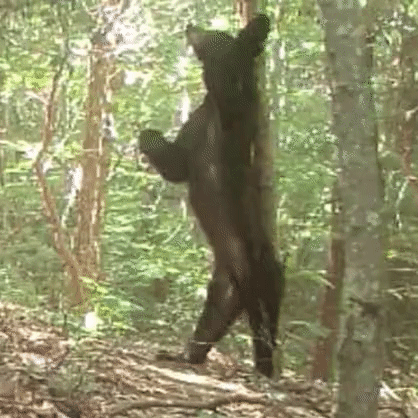 American Black Bear photographed in North Carolina