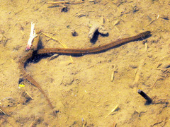 Helicops infrataeniatus