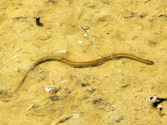 Helicops infrataeniatus