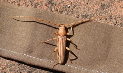 Malacopterus tenellus image