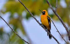 Orange Oriole photo 3