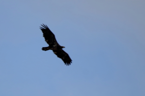 Bald Eagle photographed in Mississippi