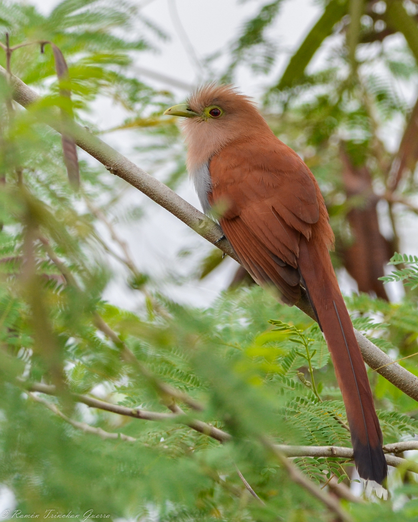 Squirrel Cuckoo from Mérida, Yuc., México on January 01, 2022 at 10:08 ...