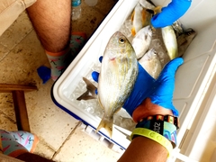 Archosargus rhomboidalis