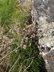 Polygonum spergulariiforme