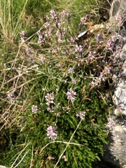 Polygonum spergulariiforme