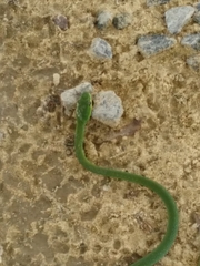 Hapsidophrys smaragdinus