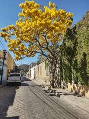 Roseodendron donnell-smithii