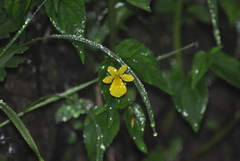 Viola hediniana