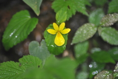 Viola hediniana