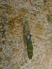 Nenia tridens