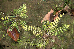 Rorippa curvisiliqua