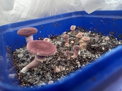 Gymnopilus purpuratus
