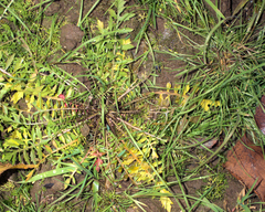Rorippa curvisiliqua