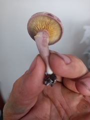 Gymnopilus purpuratus