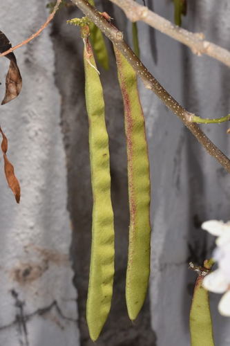Gliricidia sepium - Leaves