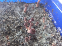 Gymnopilus purpuratus