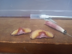 Gymnopilus purpuratus