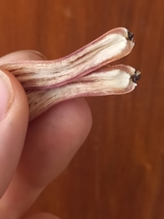 Gymnopilus purpuratus