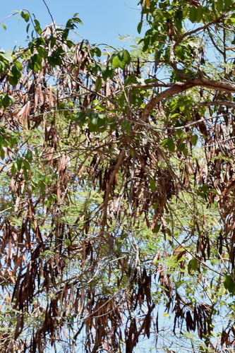 Gliricidia sepium - Whole tree