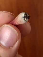 Gymnopilus purpuratus
