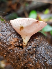 Phillipsia subpurpurea