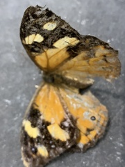 Heteronympha merope