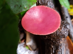 Phillipsia subpurpurea