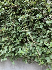 Lantana montevidensis