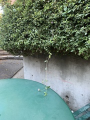 Lantana montevidensis