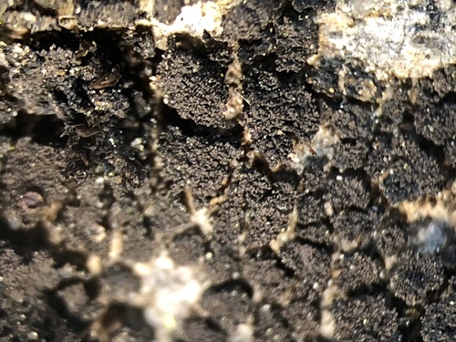 Placynthium asperellum image