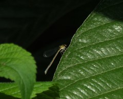 Oxyagrion