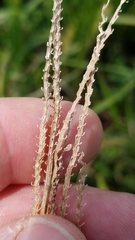 Paspalum wrightii
