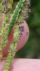 Paspalum wrightii