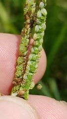 Paspalum wrightii