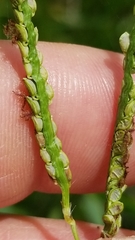 Paspalum wrightii